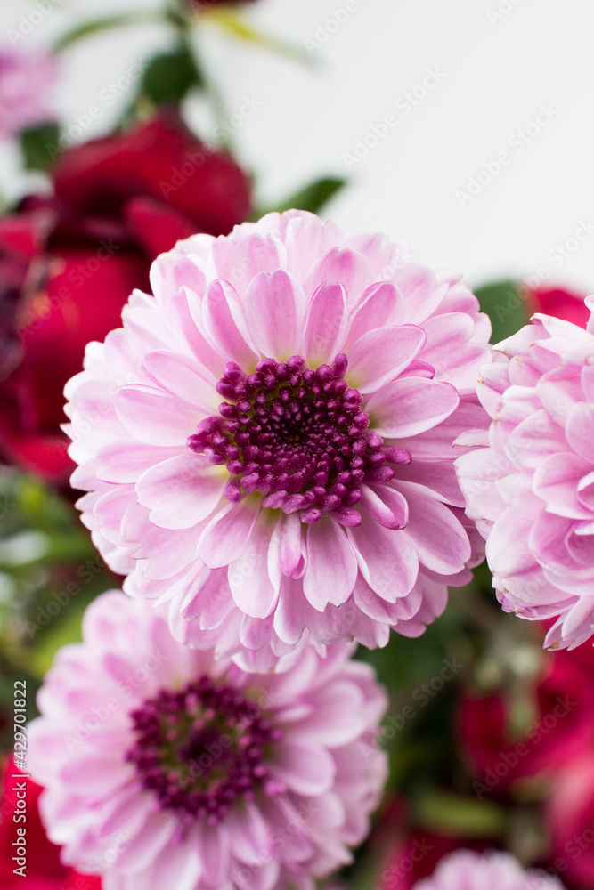 Obraz premium Purple mum flower 
