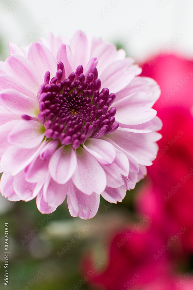 Purple mum flower 