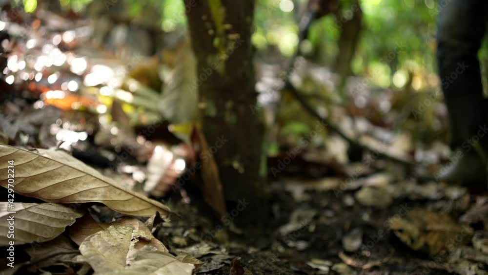 Cocoa farmer removing leaves of the ground. Cocoa farmer removing leaves of the ground.