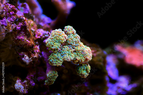Golden Euphyllia Cristata rare coral in reef aquarium tank