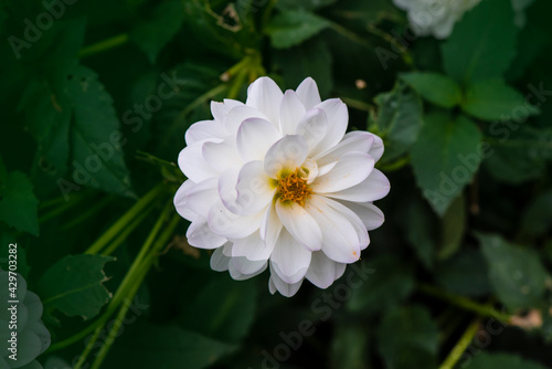 Blooming white dahlia in the garden. Dahlia is a genus of bushy  tuberous  herbaceous perennial plants native to Mexico.