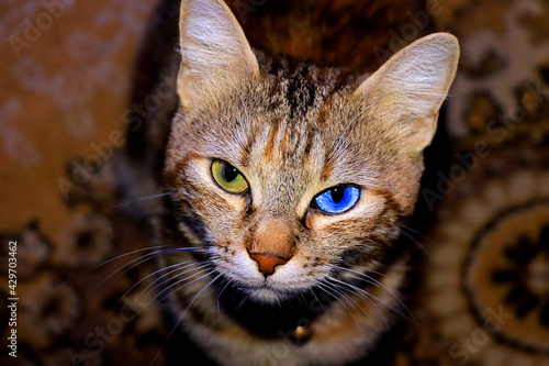 Beautiful portrait of cat with double colored eyes