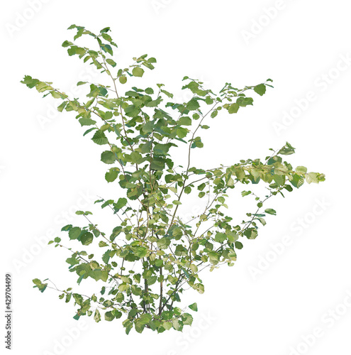 Green leafed bush isolated on white background. Cut out plant