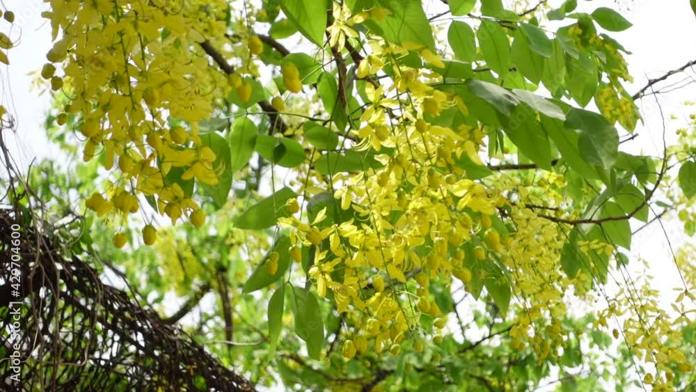 Cassia fistula known as the golden rain tree yellow flowers is swaying in the wind. Yellow flower in isolated white background. Slow-motion video. Cassia fistula known as the golden rain tree yellow flowers is swaying in the wind. Yellow flower in isolated white background. Slow-motion video.