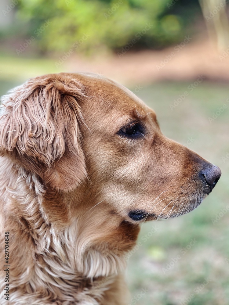 Head shot portrait of a beautiful Golden Retriever in the backyard
