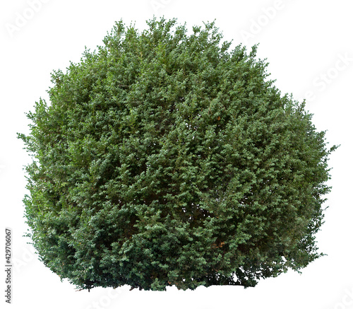 Deciduous bush isolated on white background