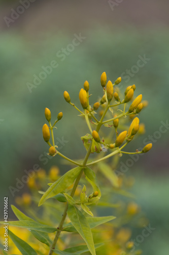 Hipericum canariense perteneciente a la familia Hypericaceae photo