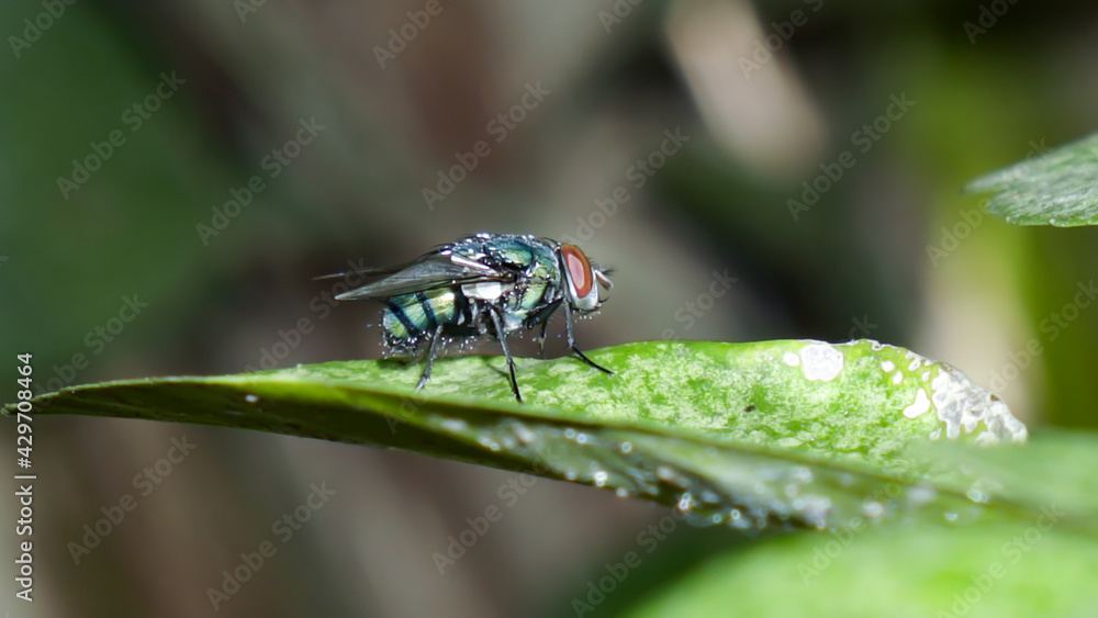 Fototapeta premium Insects On The Leaves