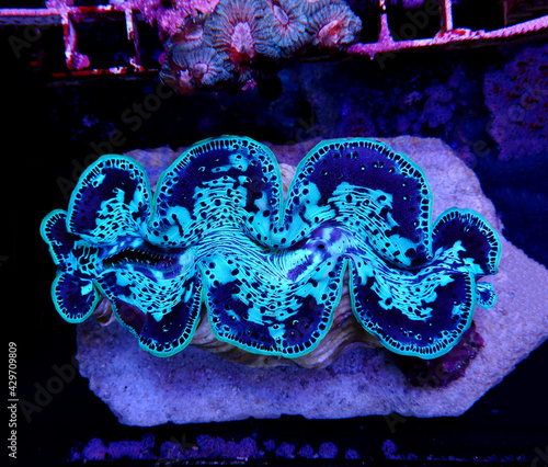 Amazing colorful maxima clam - (Tridacna maxima)  photo