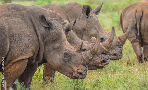 Three symmetric white Rhinoceros in Kruger National Park