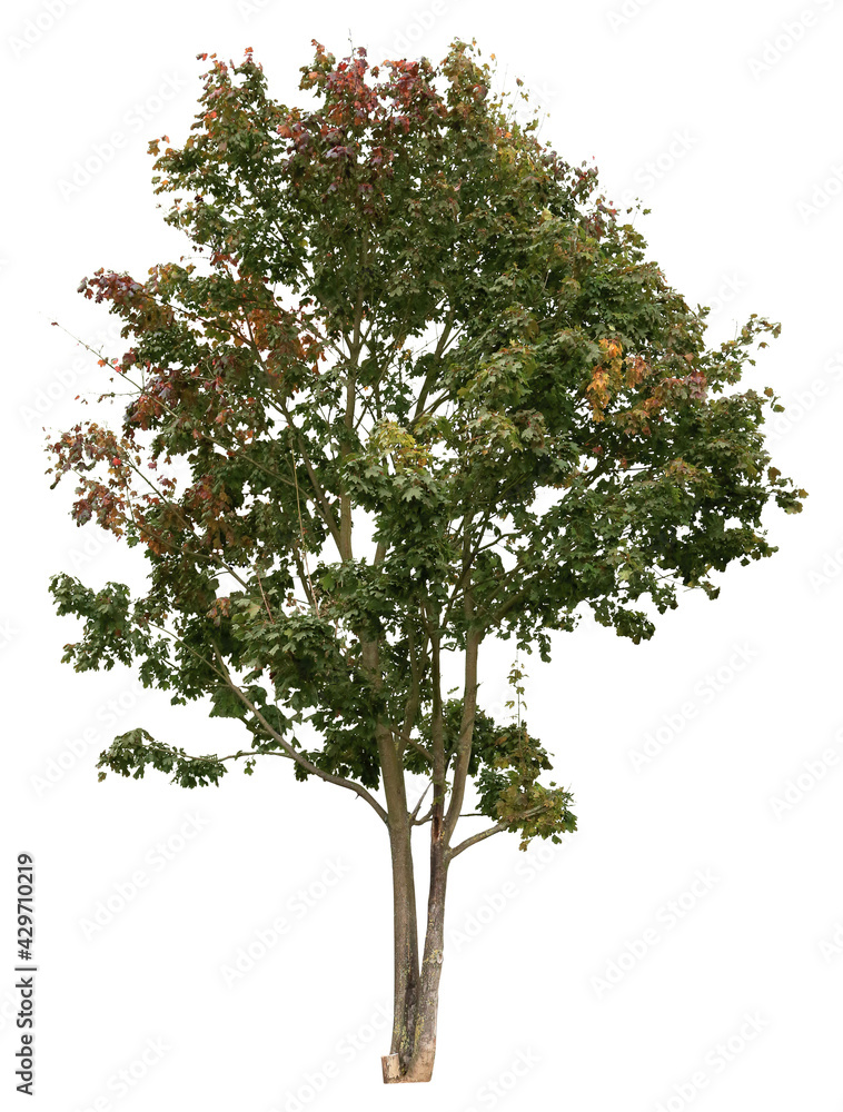 Deciduous tree, Plane tree with colorful leaves isolated on white
