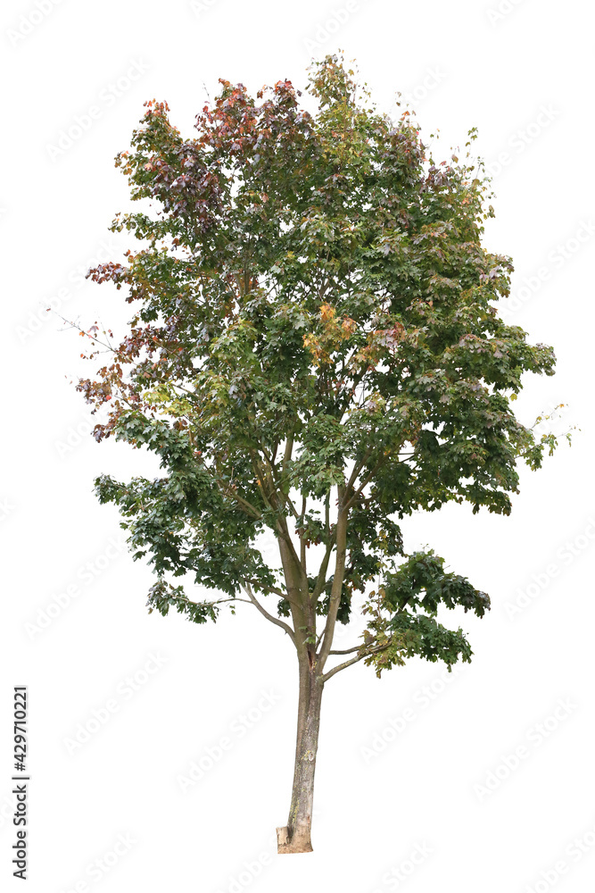 Platanus, called also Plane or Plane tree, tree with colorful autumn leaves on white background.