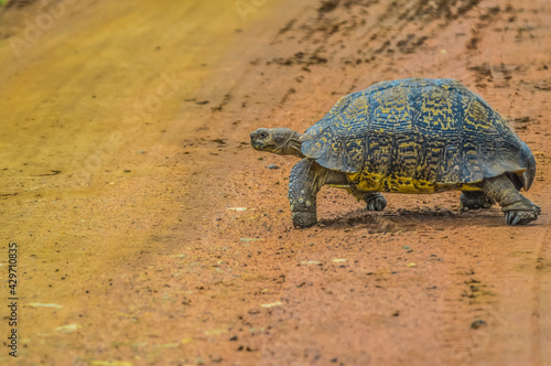 Cute small Leopard Tortoise crawling on dirt road in a game reserve in South Africa photo