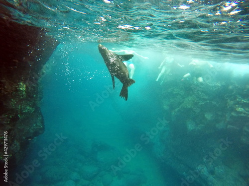 Galápagos fur seal (Arctocephalus galapagoensis) swimming in a grotto in Puerto Egas, Santiago Island, Galapagos, Ecuador photo
