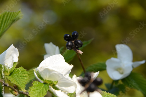 春の陽に輝く小さなかわいいシロヤマブキの花 photo