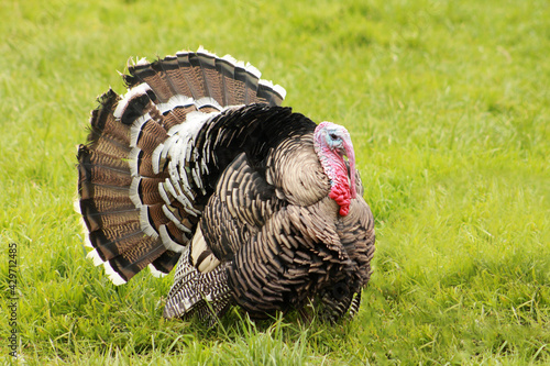 Heritage Breed Narragansett Thanksgiving Day Tom Turkey