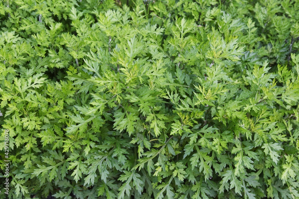 Young leaves of mugwort. It is Asteraceae perennial, edible and medicinal herb. Young leaves of mugwort. It is Asteraceae perennial, edible and medicinal herb.