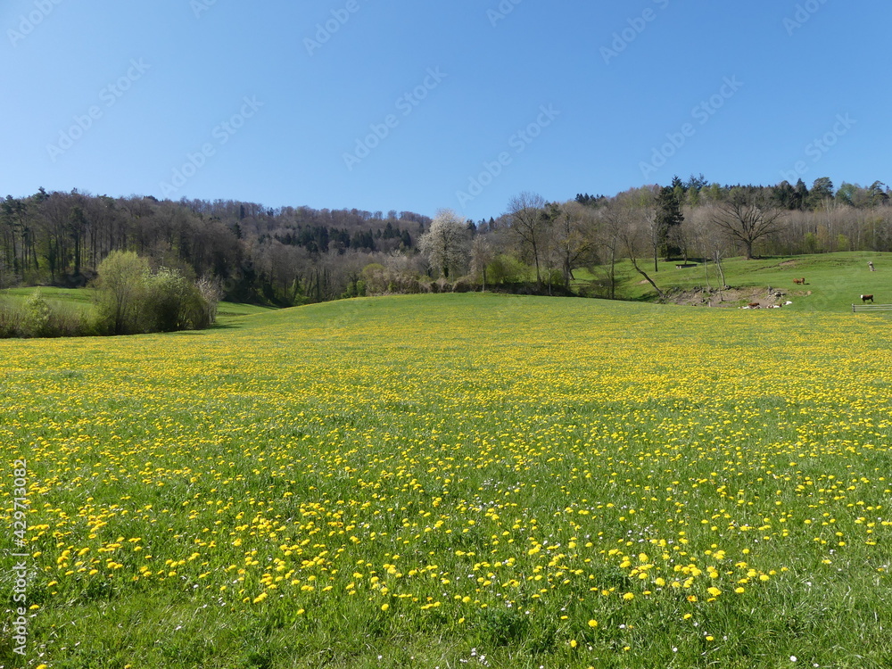 Dandelion field in Switzerland
