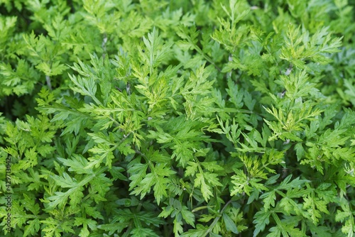 Young leaves of mugwort. It is Asteraceae perennial, edible and medicinal herb.