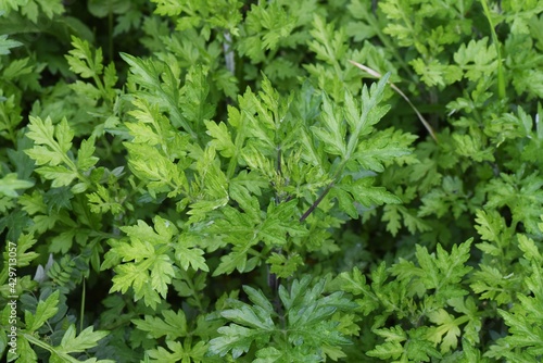 Young leaves of mugwort. It is Asteraceae perennial, edible and medicinal herb.