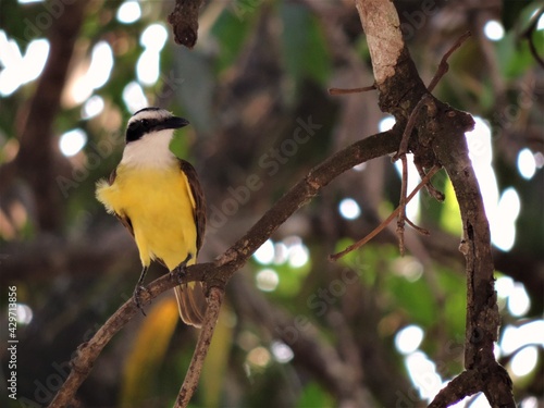 Cerrado Bem-te-vi photo