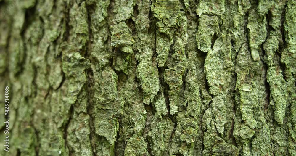 Bark of an old spruce tree close up Bark of an old spruce tree close up