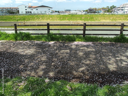 桜の花びら散る木洩れ日の放水路土手遊歩道風景 photo