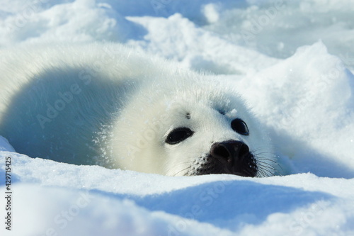 Harp seal
アザラシ 赤ちゃん photo