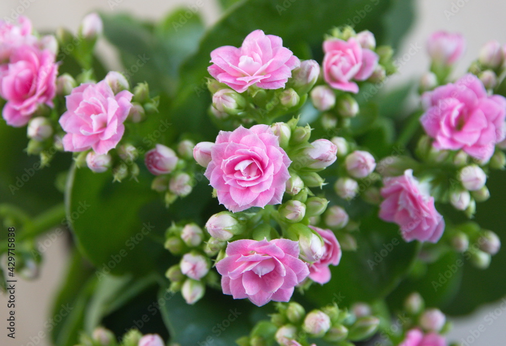 Blossom of  pink Kalanchoe, Kalanchoe blossfeldiana, bouquet of pink flowers