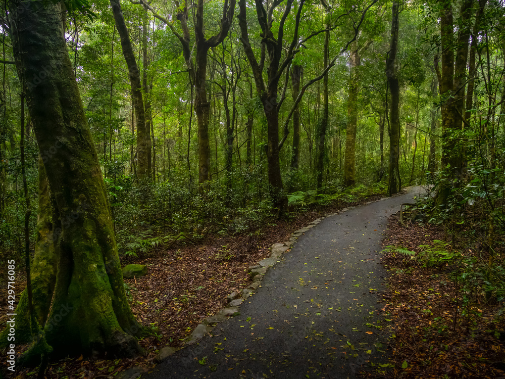 Fototapeta premium Track Through Rainforest on a Damp Misty Day