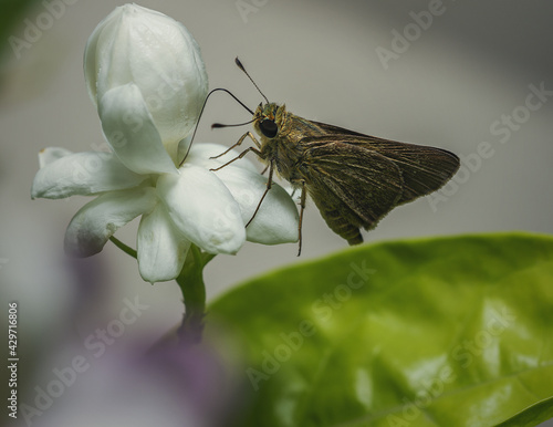 Closeup of a moth (Pelopidas Thrax) sitting on a jasmine flower photo