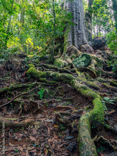 Vertical Shot of Rainforest Tree with Root © Kevin