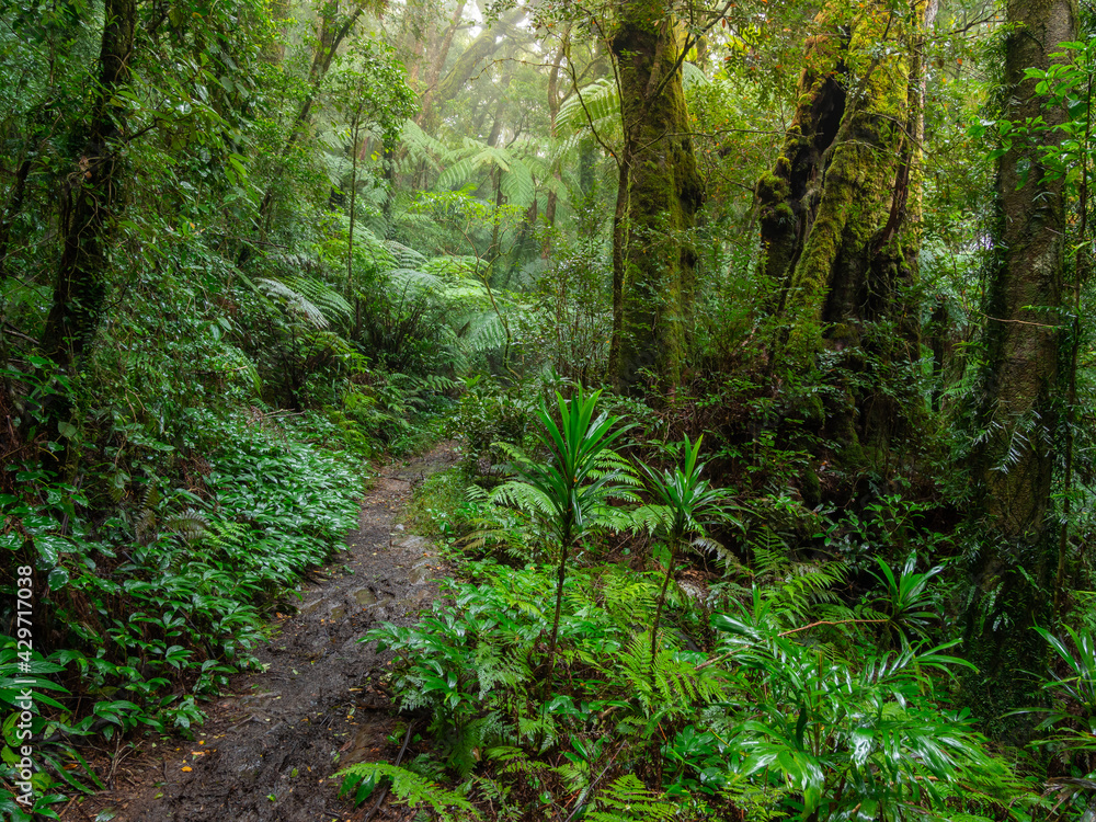 Fototapeta premium Track Through Rainforest on a Damp Misty Day