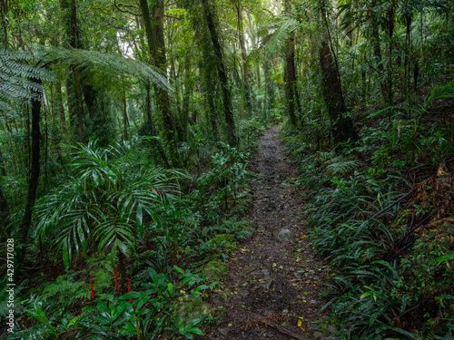 Track Through Rainforest on a Damp Misty Day © Kevin