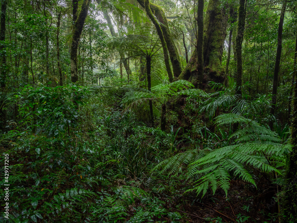Obraz premium Lush Rainforest on Damp and Misty Day