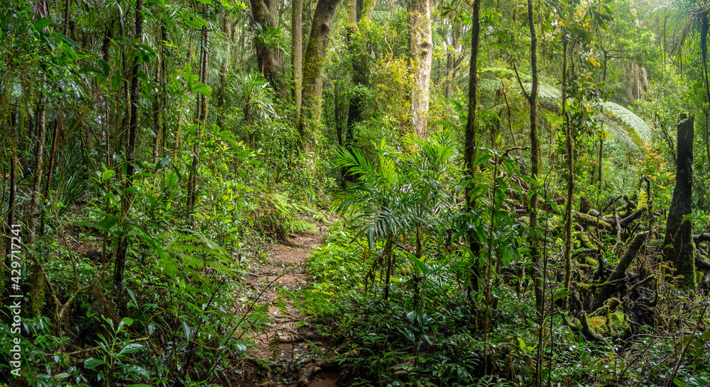 Rainforest Panorama with Track Rainforest Panorama with Track