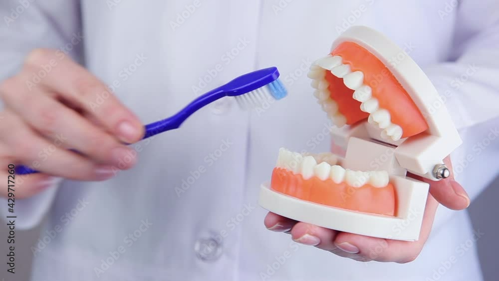 dentist shows how to properly brush teeth on the orthodontic model of