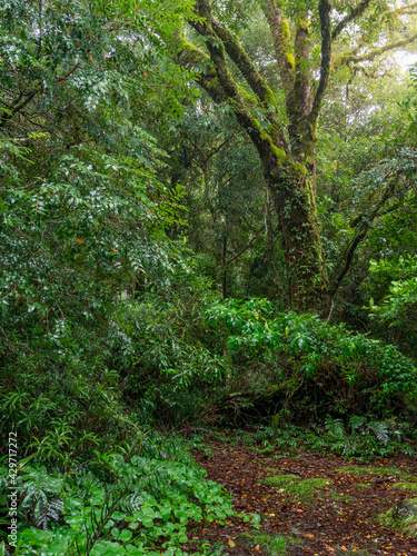 Fototapeta Naklejka Na Ścianę i Meble -  Rainforest Clearing Misty Day Vertical Orientation