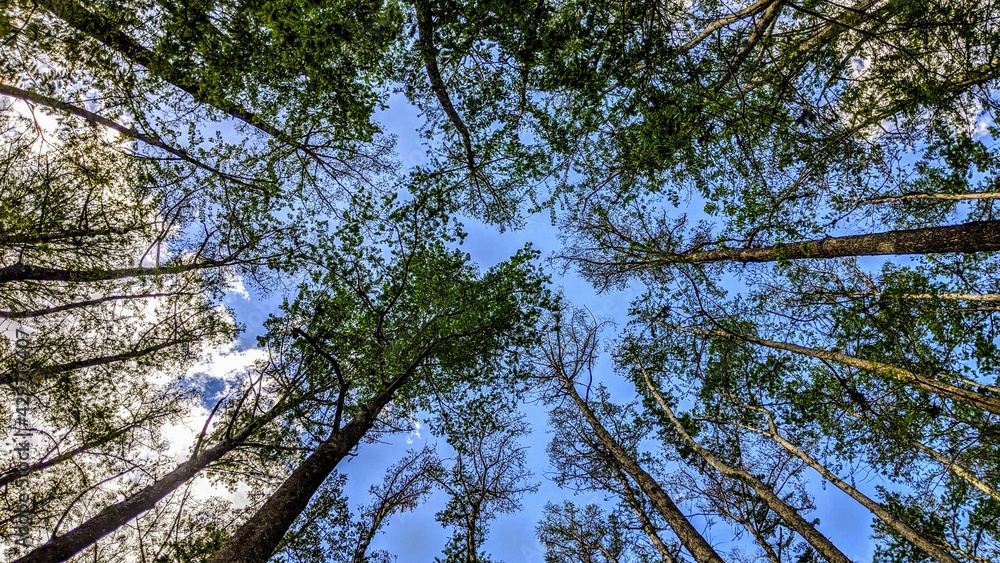 Obraz premium Cyprus Tree Tops Canopy 