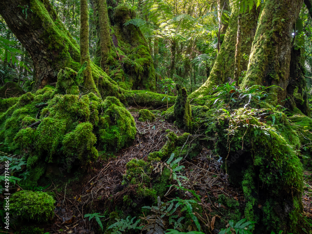 Rainforest Scene with Antarctic Beech Trees