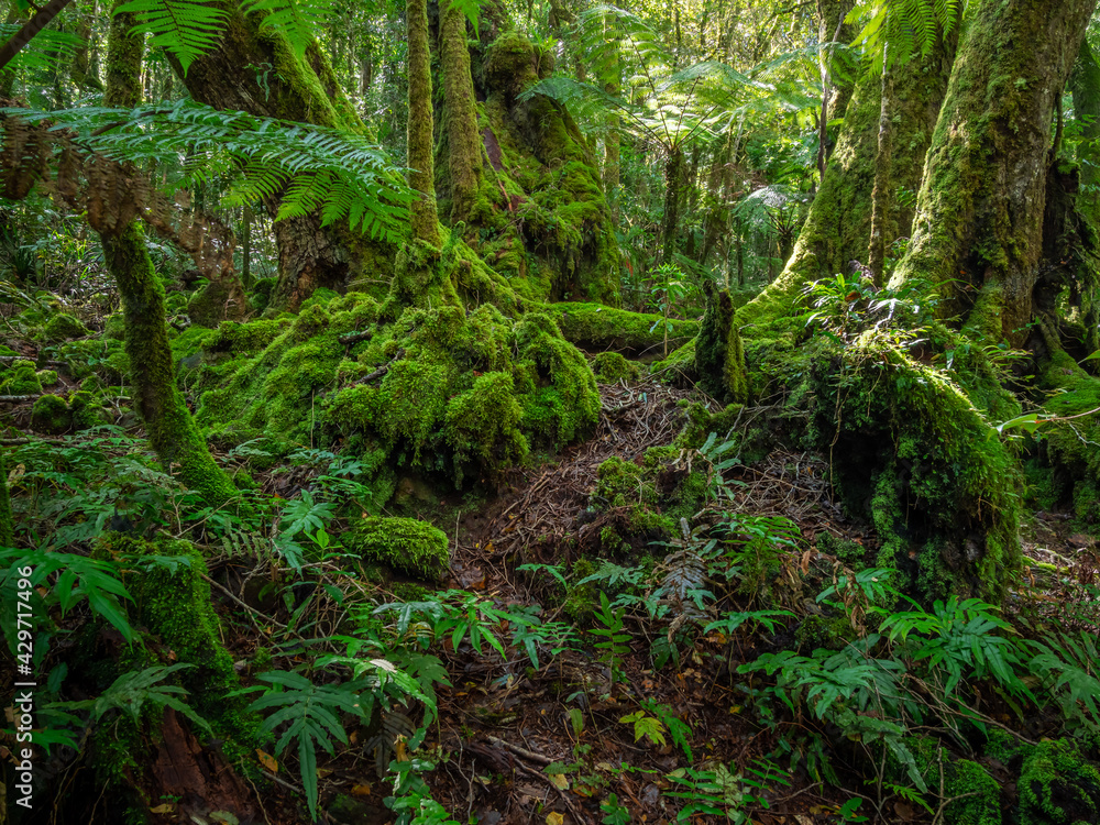 Rainforest Scene with Antarctic Beech Trees Rainforest Scene with Antarctic Beech Trees