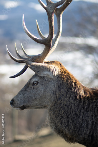 Fotografija Selective focus of a deer with long antlers