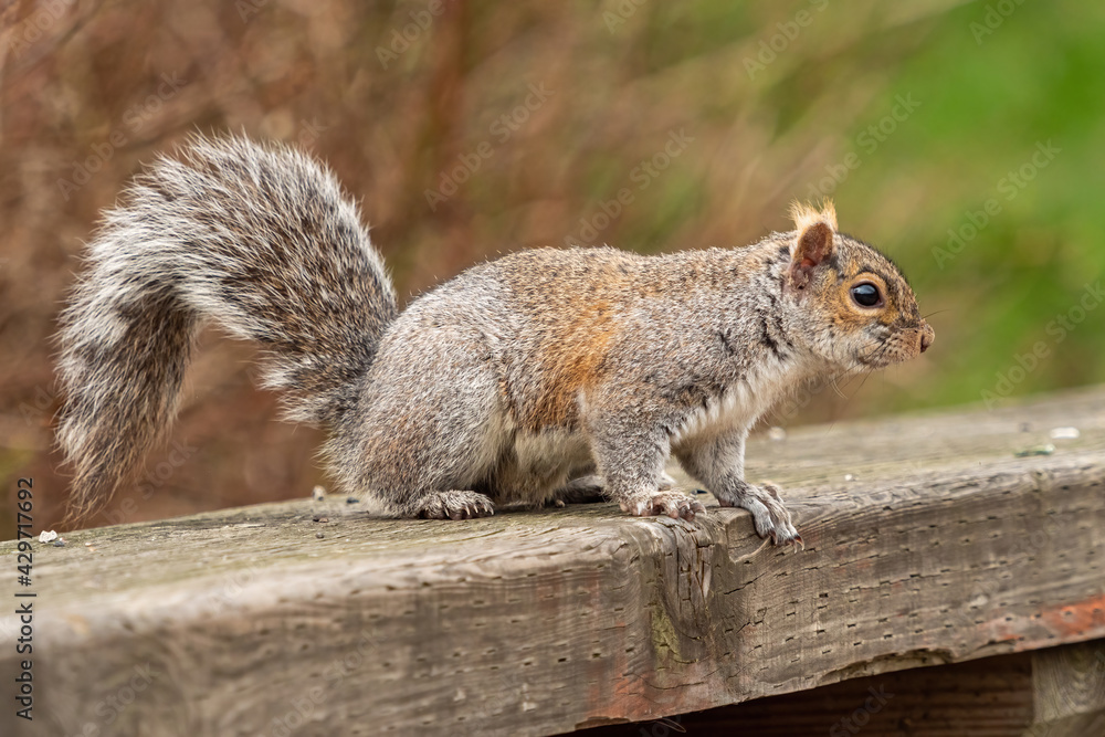 side portrait of a cute grey squirrel sitting on the wooden hand rail in the park side portrait of a cute grey squirrel sitting on the wooden hand rail in the park
