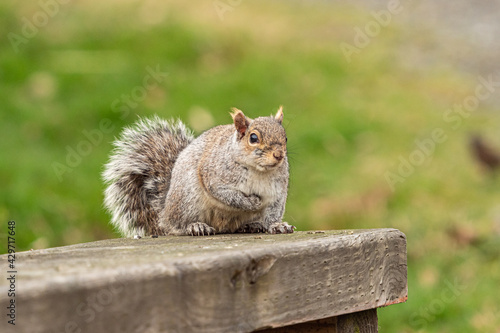 close up of one cute chubby squirrel sitting on the wooden bench with its right arm close to its chest