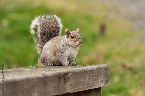 close up portrait of a cute grey squirrel sitting on the wooden hand rail in the park