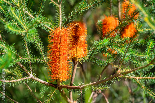 Canvas Print Banksia native Australian plant