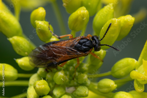 Turnip sawfly perched on a blooming flower photo