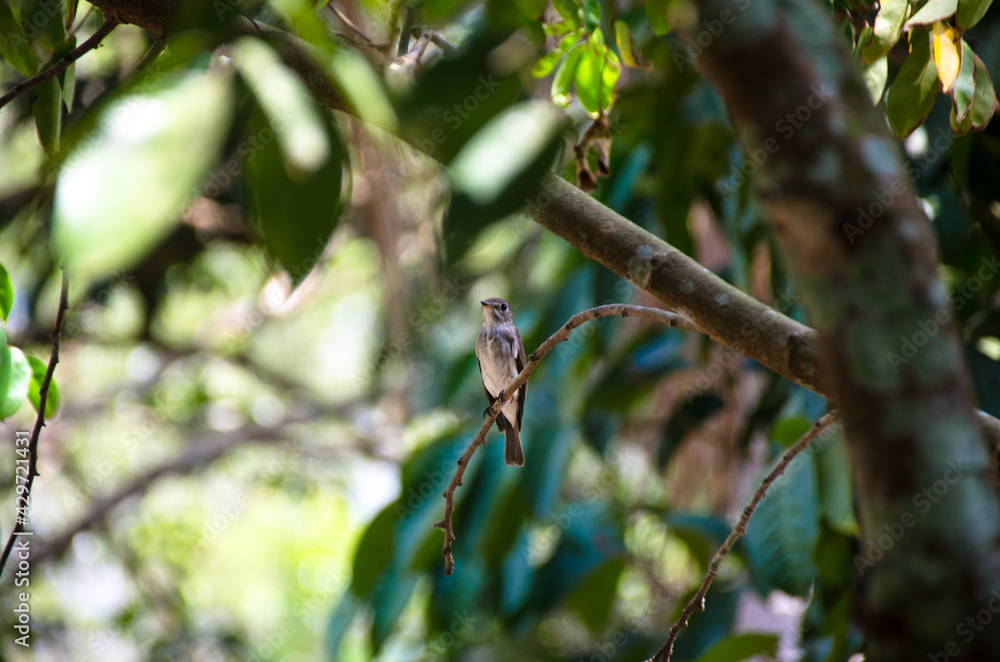 Averrhoa bilimbi fruit on tree. Averrhoa bilimbi fruit on tree.