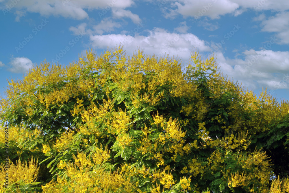 tree of yellow flowers with cloudy sky