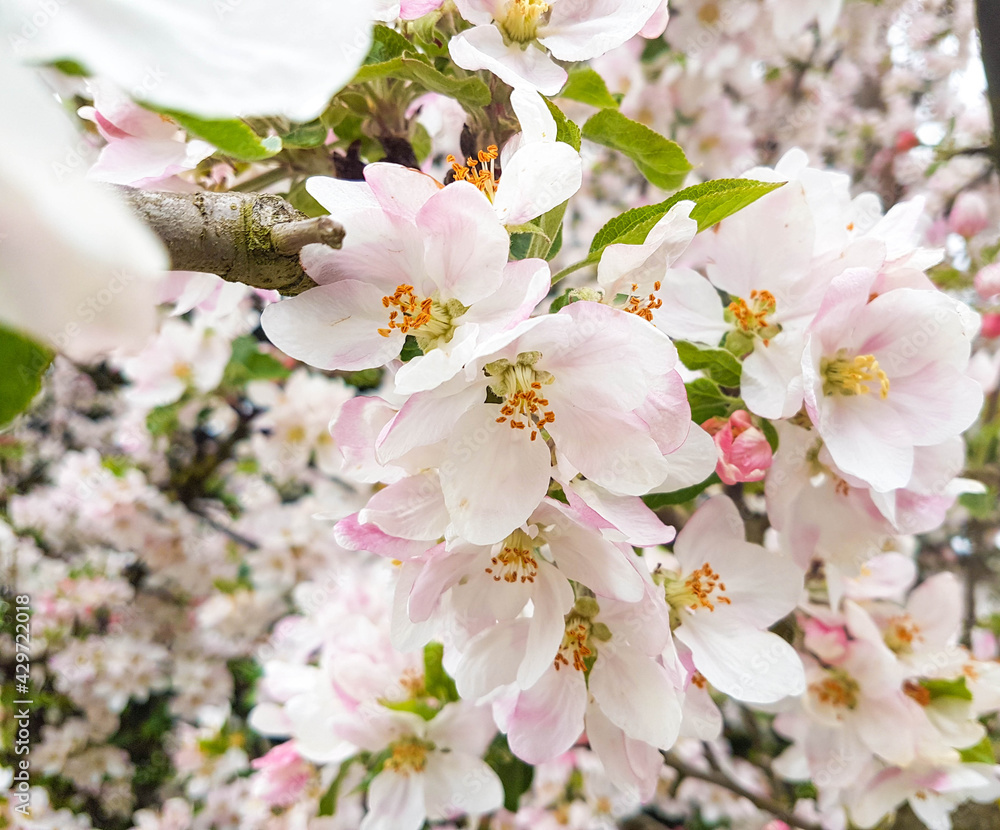 apple tree fresh flowers for background